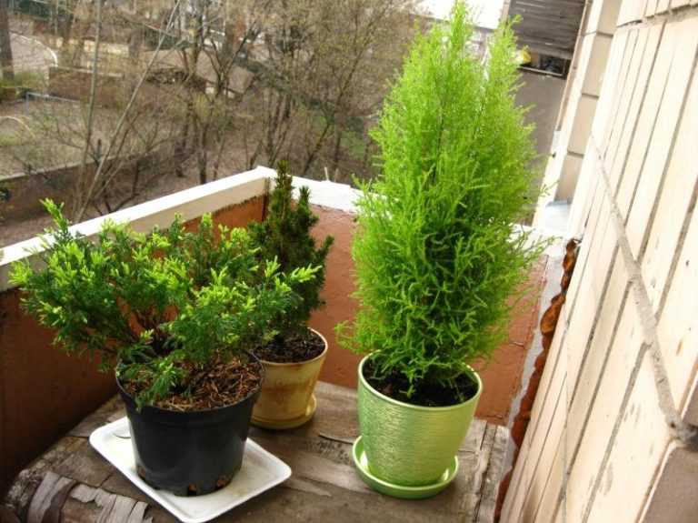 Кипарисовик - уход в домашних условиях за комнатным растением