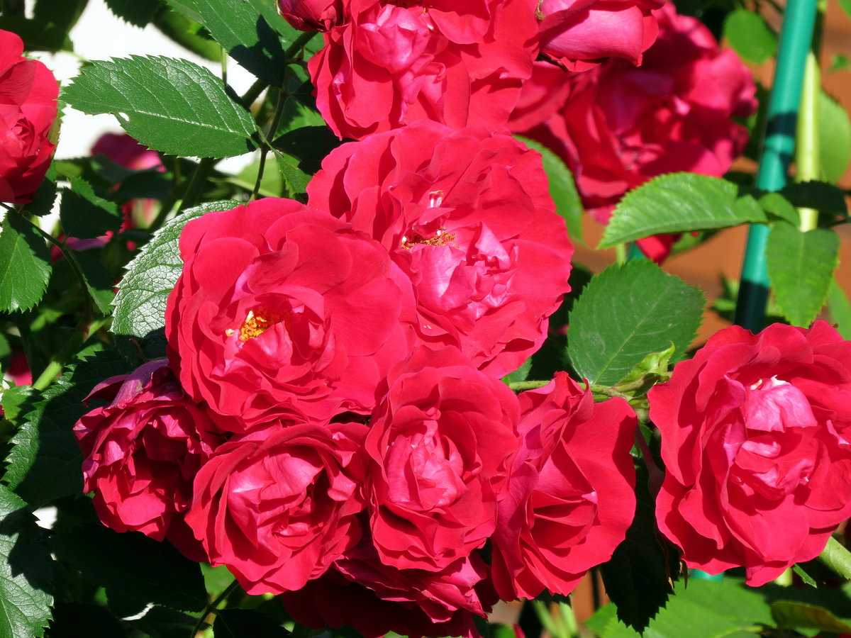Роза Фламентанц Flammentanz — описание сортового кустарника, история создания Выращивание плетистого сорта розы Flame Dance, посадка и уход, как обрезать после цветения, болезни и вредители