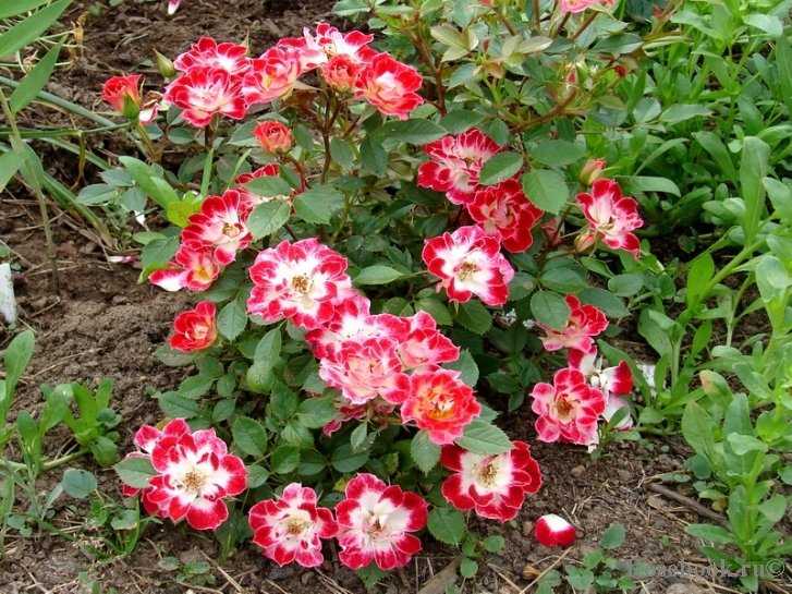 Почвопокровные розы в саду: посадка и выращивание, сорта, видео