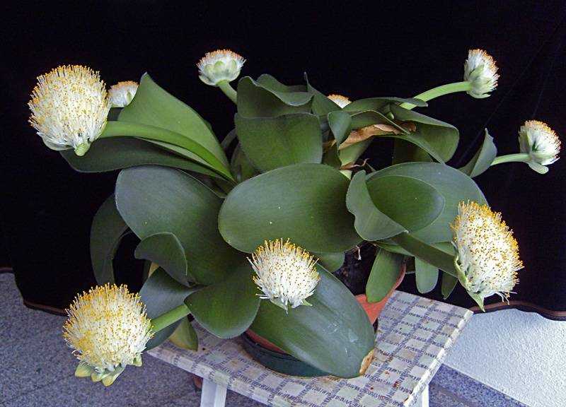 Цветок гемантус: уход и размножение в домашних условиях. фото растениякомнатные цветы и растения, уход за ними в домашних условиях