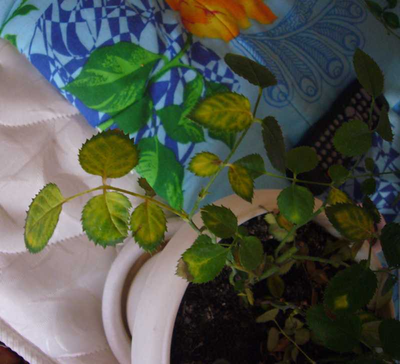 Желтеют листья у комнатной розы причины - агро журнал "ru поле"