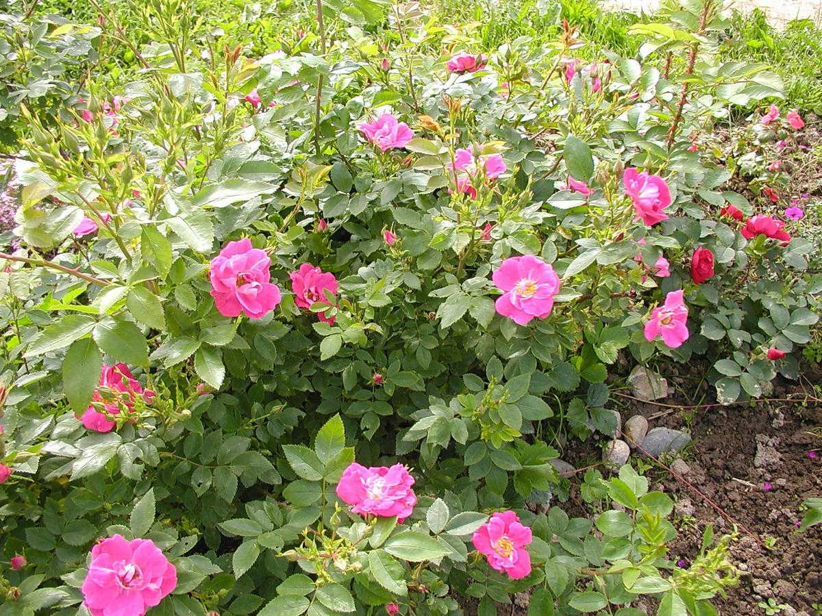 Канадские розы: лучшие морозостойкие сорта, описание, выращивание и уход | все, что нужно знать о даче