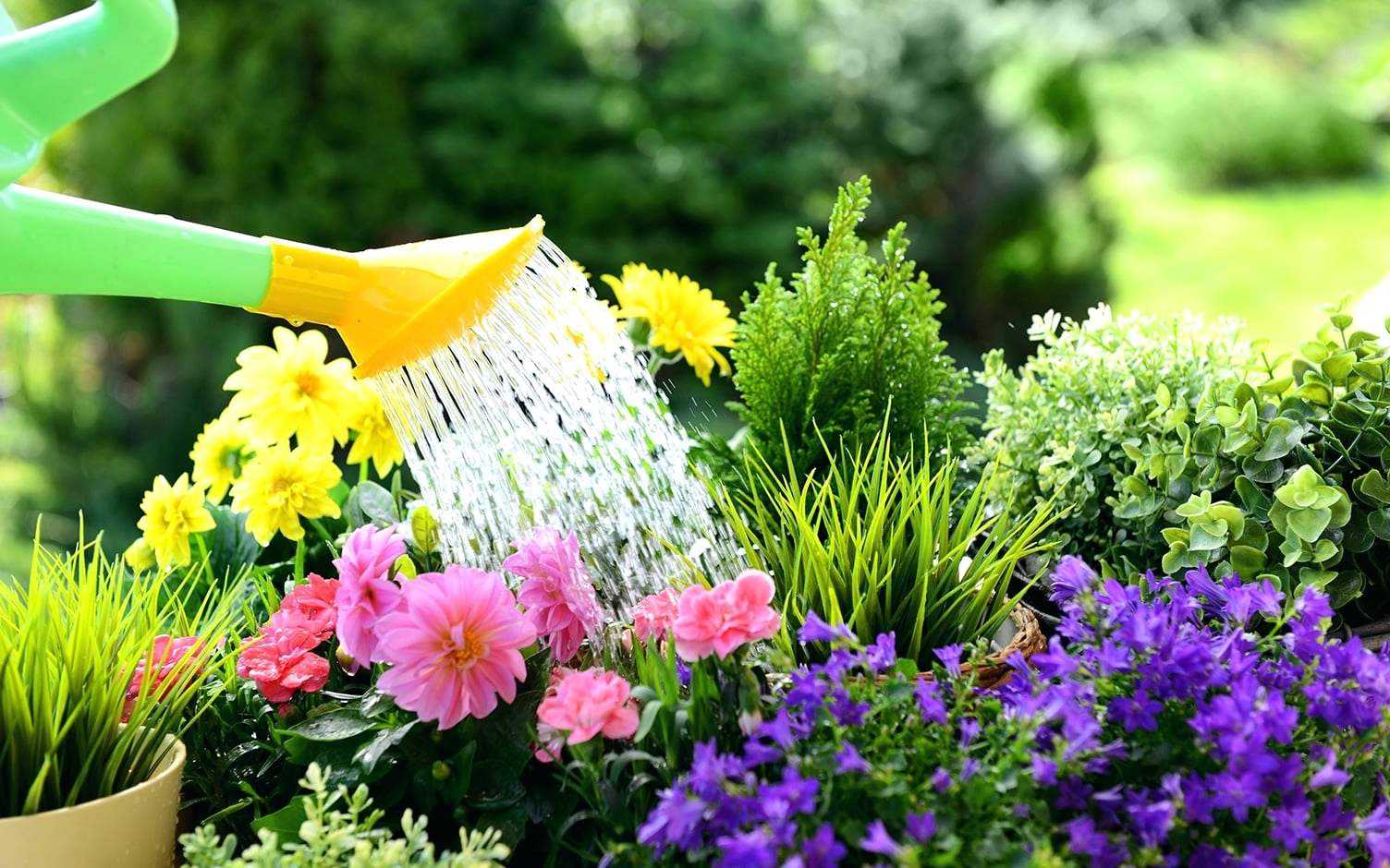 Хризантема садовая многолетняя, уход и выращивание, посадка, размножение, подкормки. как сажать хризантемы осенью
