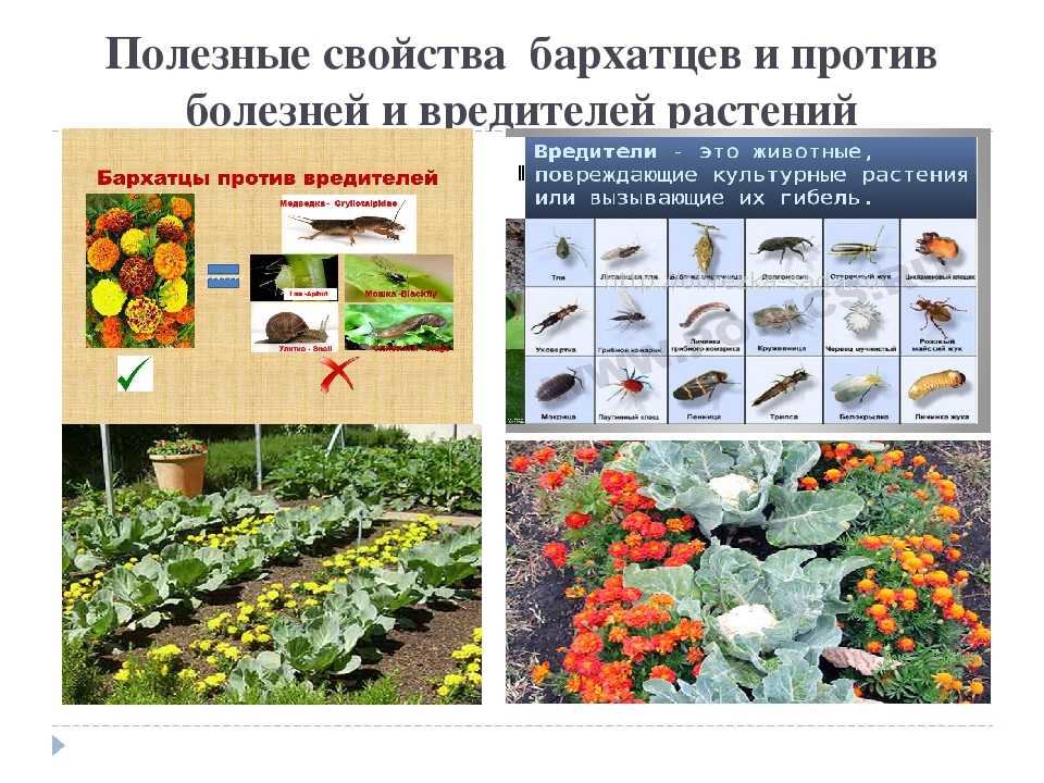Клещ обыкновенный паутинный | справочник пестициды.ru