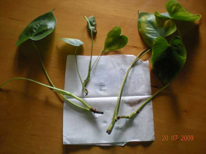 Размножение спатифиллума в домашних условиях: основные способы, дальнейший уход за растением