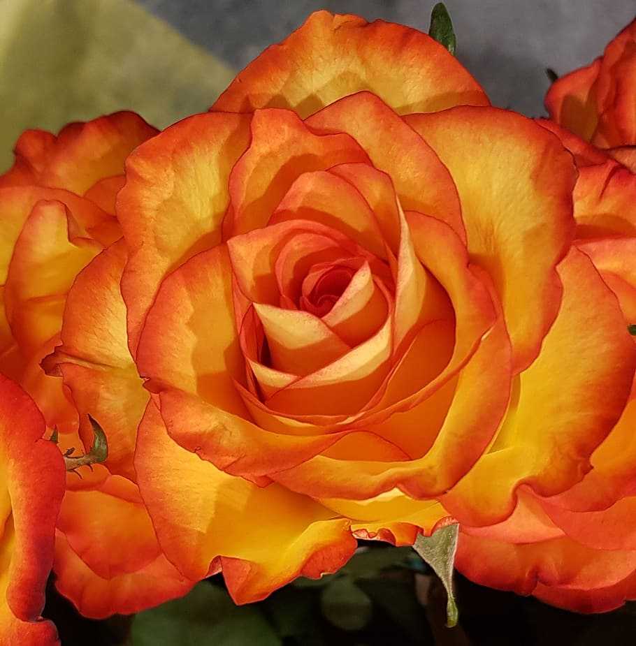 Оранжевые розы — описание разновидностей, какие бывают, наиболее популярные сорта для посадки в саду и дома с названиями Особенности агротехники разновидностей роз оранжевой расцветки