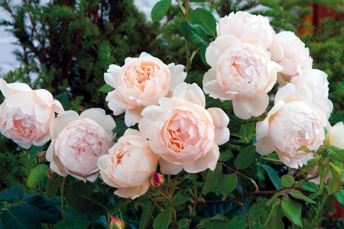 Цветок похожий на розу и пион название — питомник46.рф