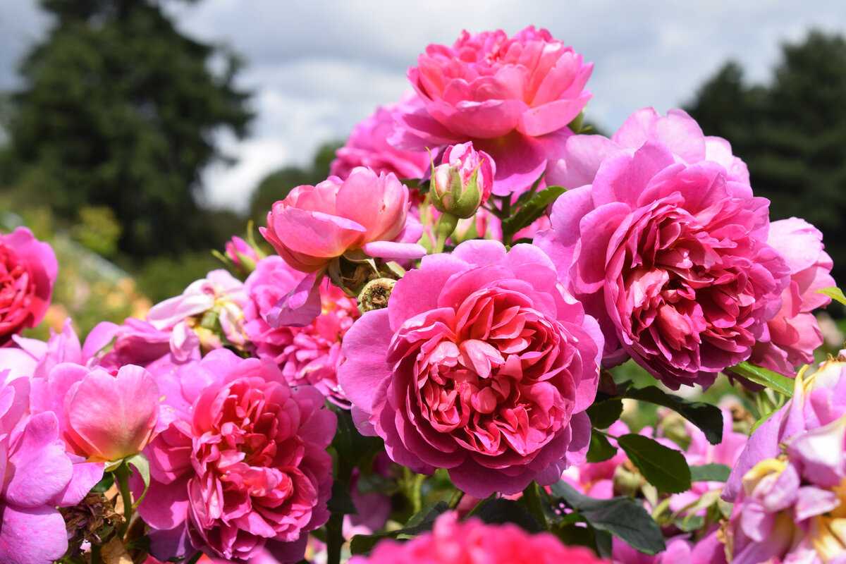Великолепные розы-шрабы: фото и описание, применение в дизайне сада.