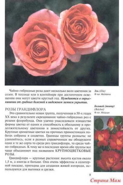 Роза ред интуишн (red intuition): отзывы, фото, описание чайно-гибридных цветов, выращивание. посадка и уход, обрезка, морозостойкость