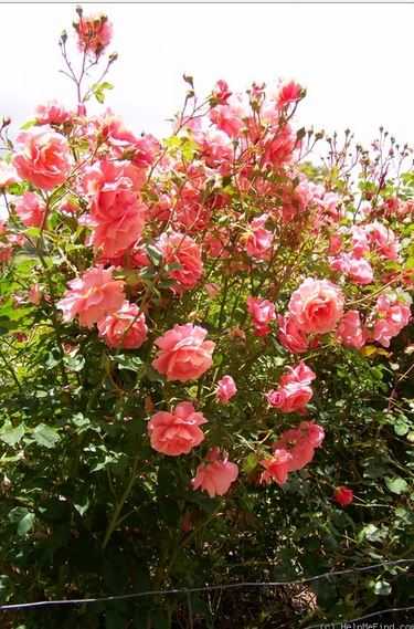 Наиболее ароматные сорта роз с фото и описанием