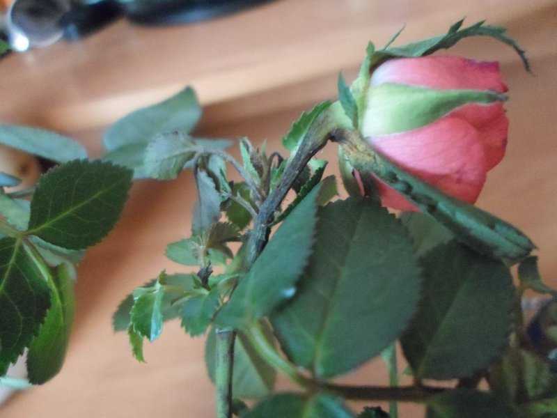 Уход за розами летом во время цветения: признаки нехватки питания, правила внесения удобрений
