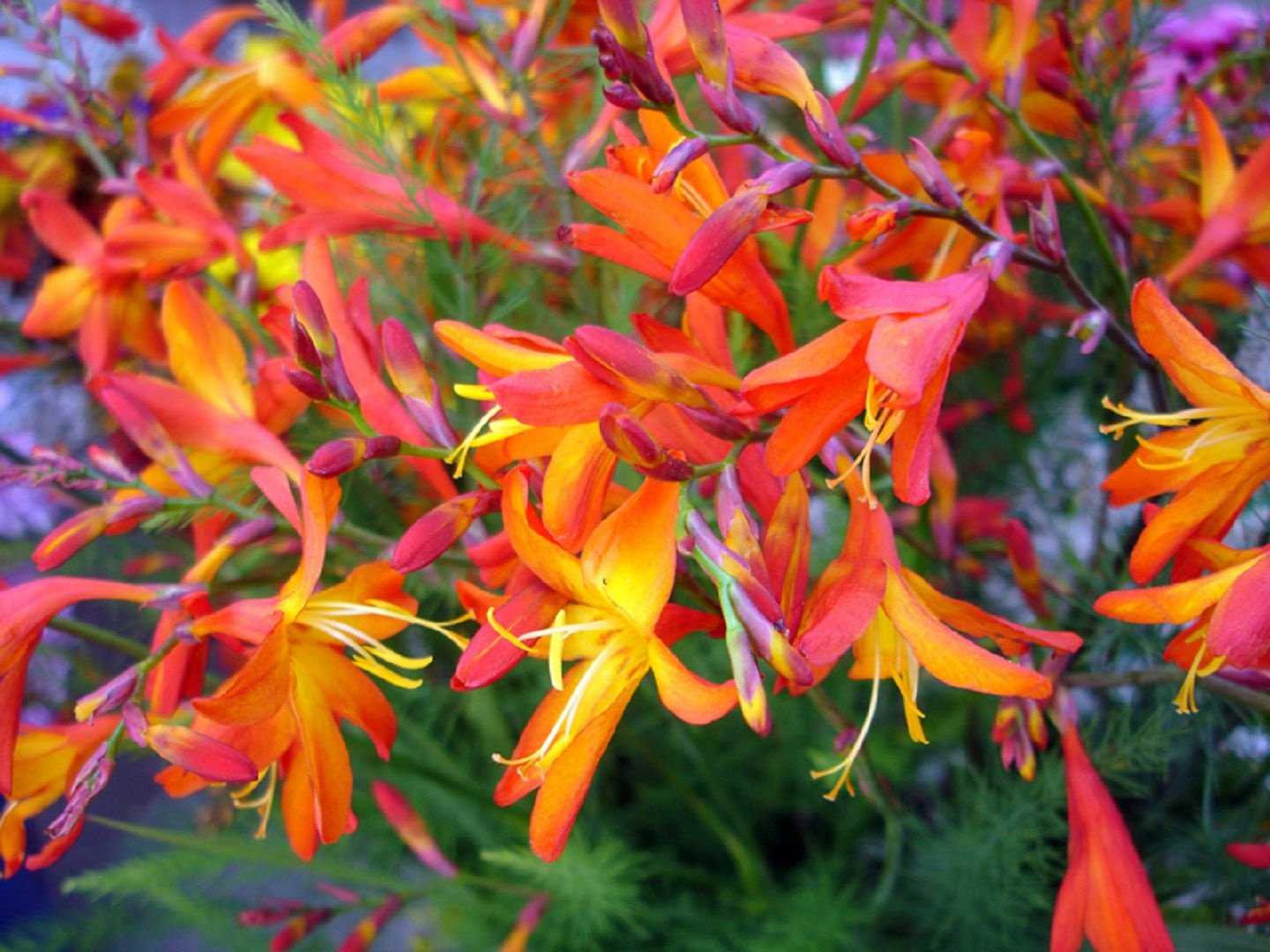 Montbretia сорт