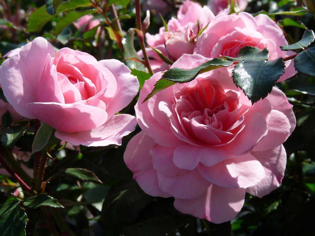 Bonica – раскидистый кустарник с нежно-розовыми бутонами от meilland