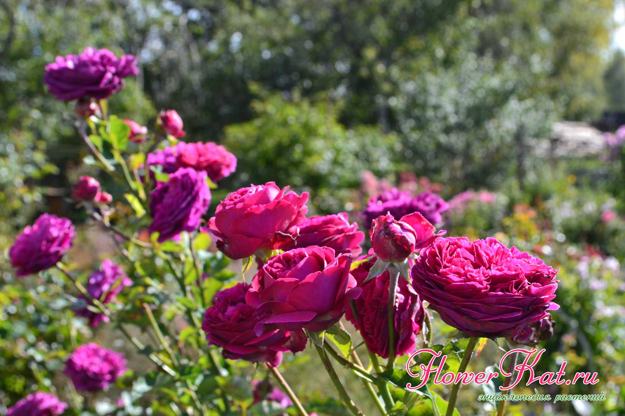 Роза Фальстаф Falstaff — описание и характеристики сортового кустарника селекции Остина, как выглядит пурпурный необычный цветок Особенности выращивания сорта, как и когда высаживать парковую розу, правила ухода