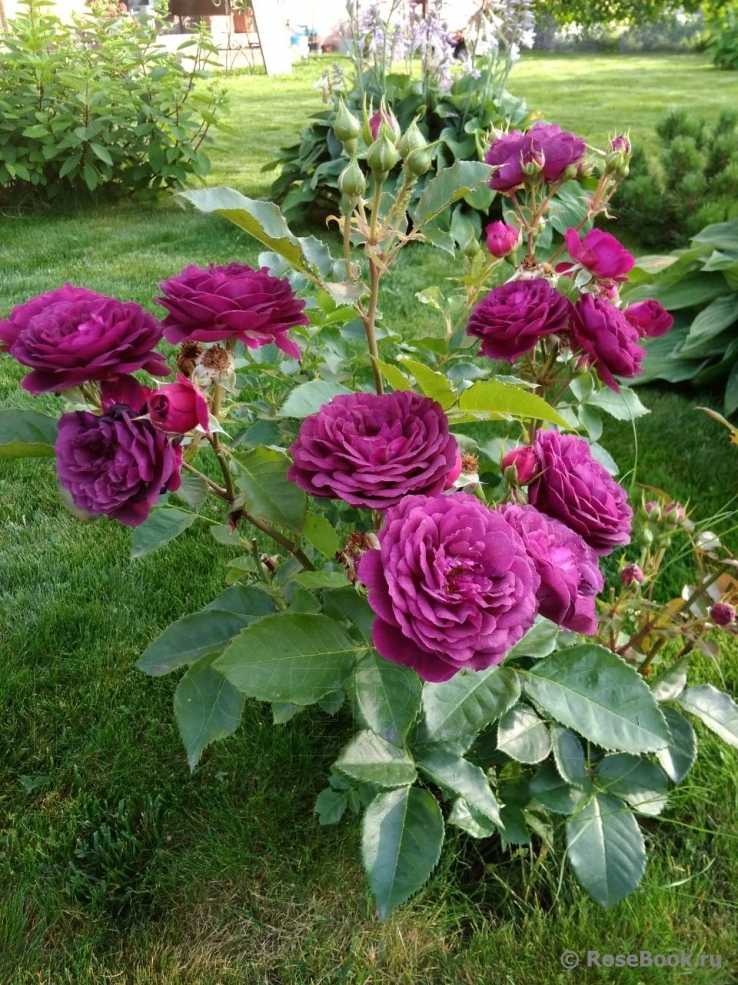 Флорибунда – группа роз с практически непрерывным цветением (сорта и фото)