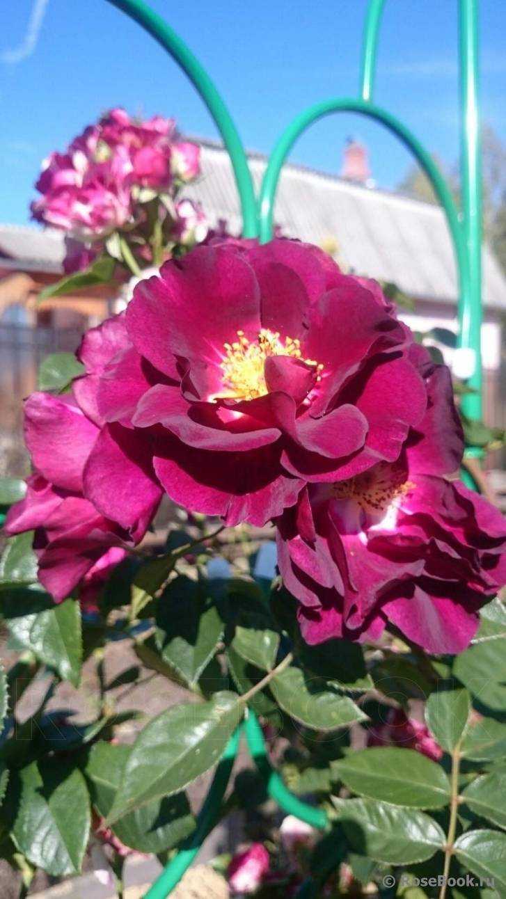 Плетистая роза индиголетта (indigoletta) клайминг: описание с фото, история возникновения, посадка, выращивание и уход, а также вредители, болезни и размножениедача эксперт
