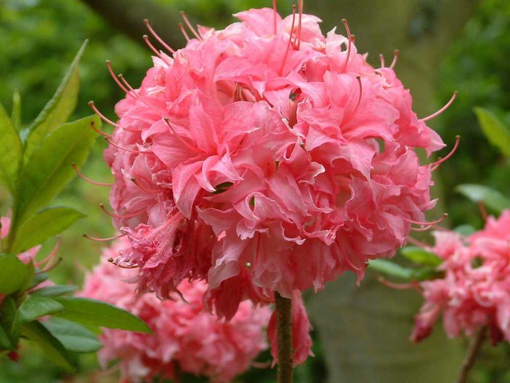  азалия индийская - одно из немногих комнатных растений, которые в период цветения выпускает соцветия, очень похожие на розы.  