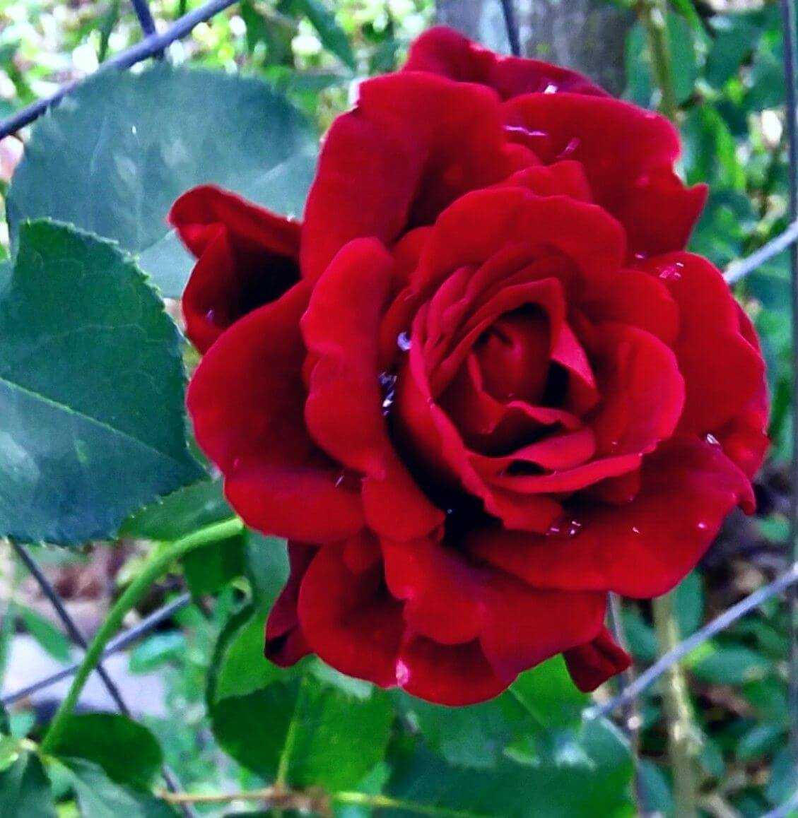 Плетистые розы: посадка, уход, выращивание
