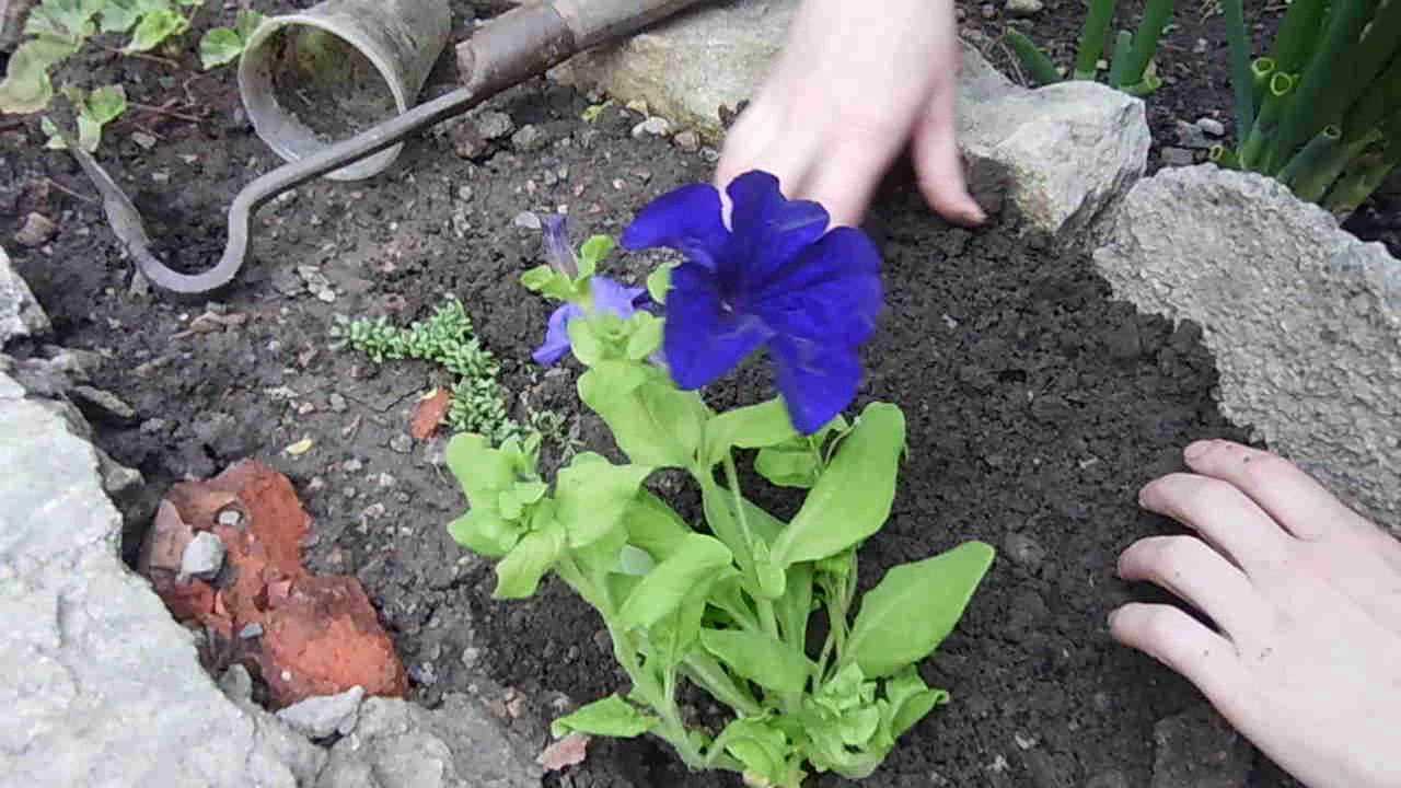 Куфея: правила выращивания и размножения в саду и помещении