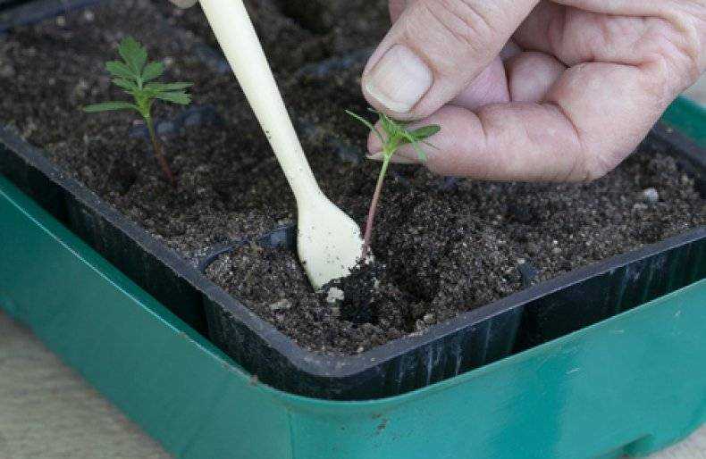 Можно ли платикодон выращивать как комнатное растение?