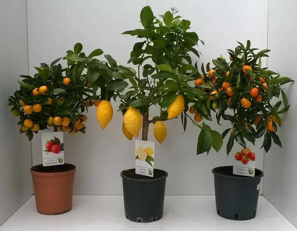 Апельсиновое дерево в домашних условиях
