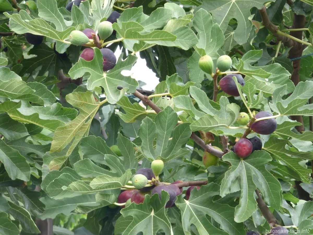 Фиговое дерево и инжир: как выглядит и растет, к фруктам или ягодам относится, каковы особенности плодоношения фигового дерева