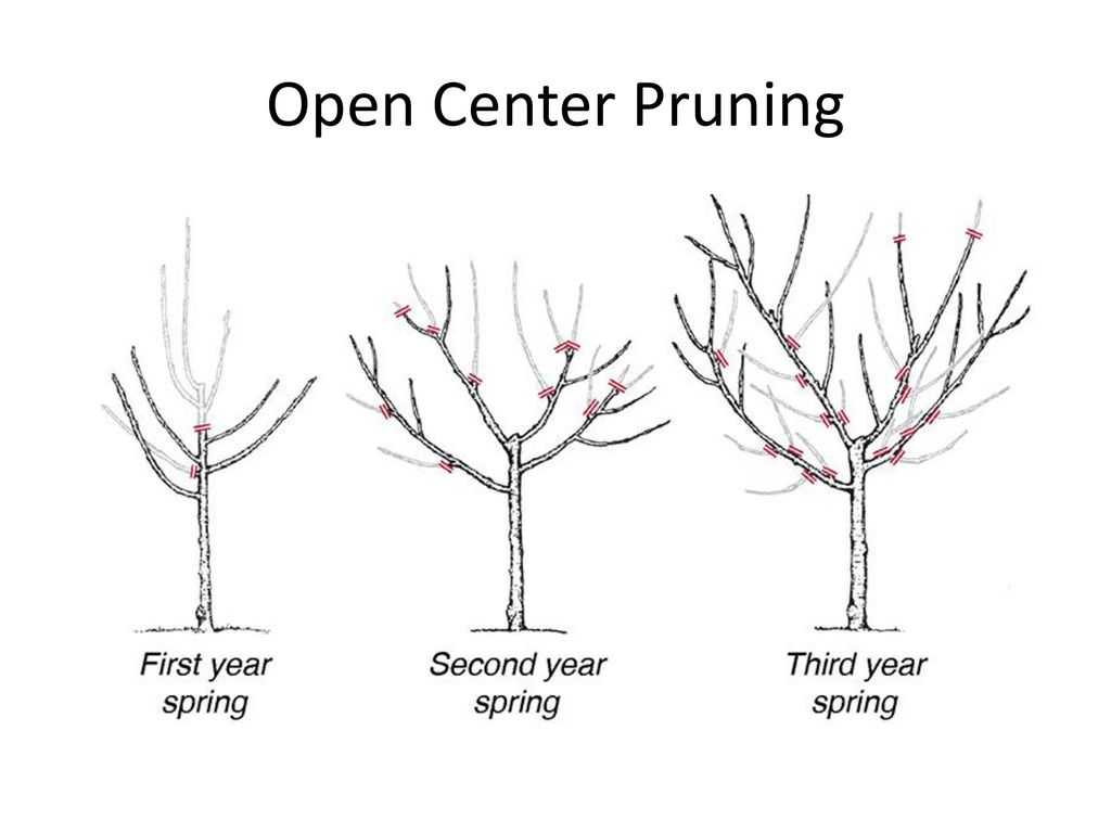 Как обрезать персик: правила и сроки процедуры, схема формирования после снятия урожая