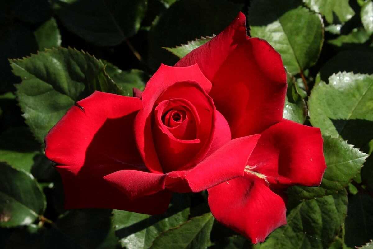 Роза гранд аморе (grande amore): описание сорта, видео, посадка и уход