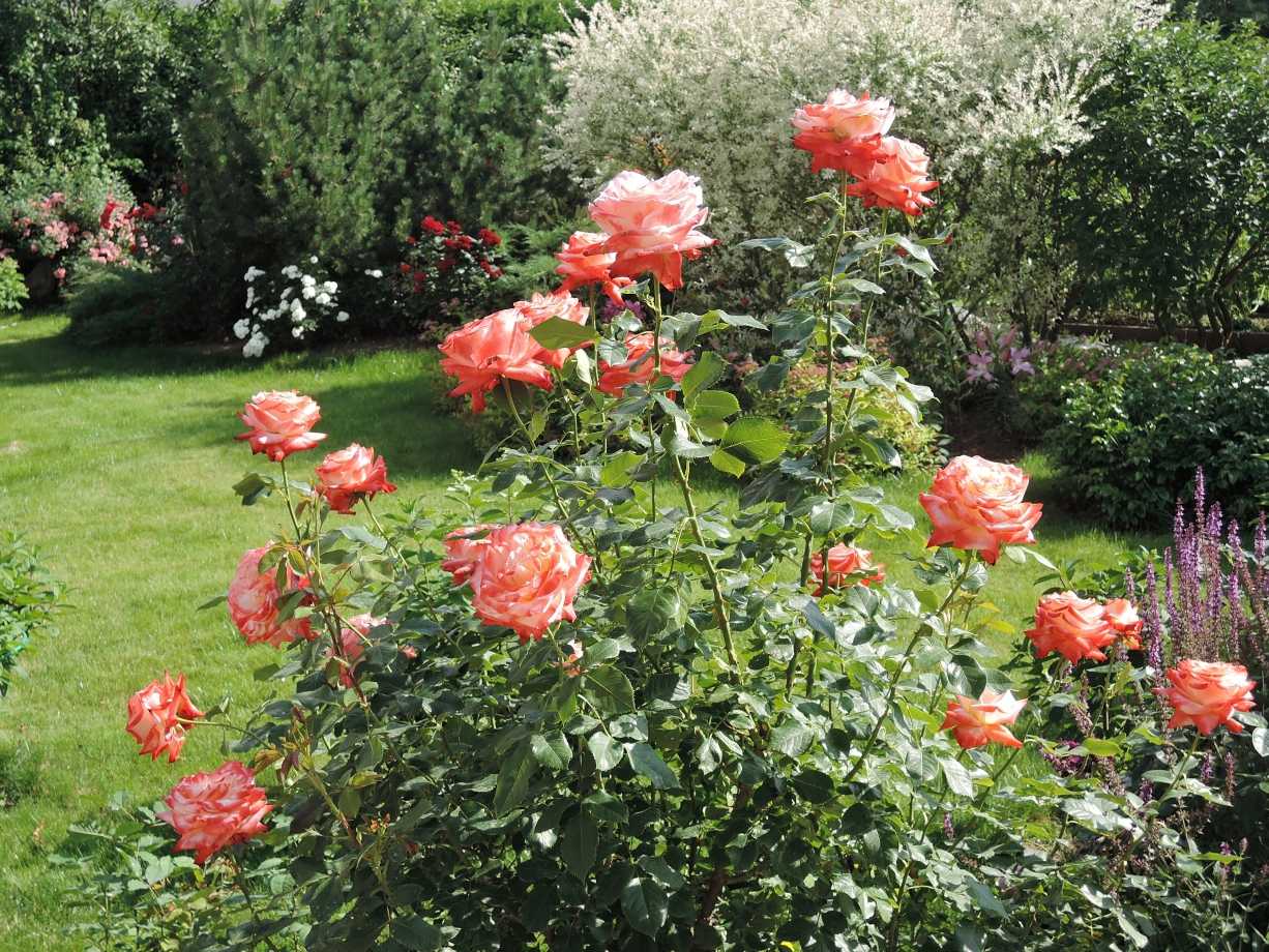 Чайно-гибридная роза императрица фарах: краткое описание сорта, отзывы