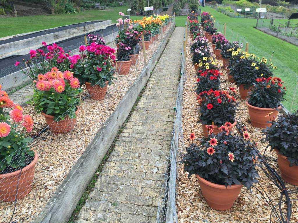 Бордюрные розы: сорта, посадка и уход, выращивание в саду, применение в ландшафтном дизайне
