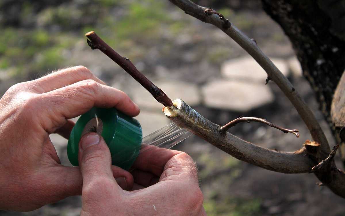 Как привить грушу на грушу или яблоню для начинающих пошагово: инструкция