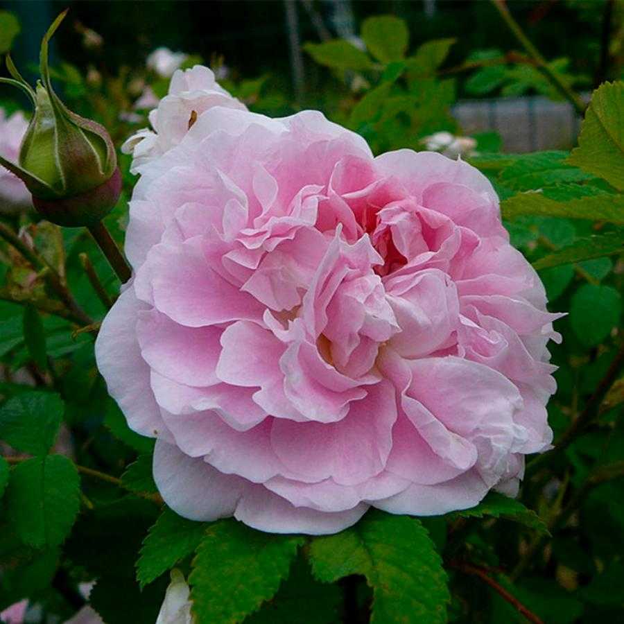 Роза мартин фробишер (канадская парковая) отзывы, описание, фото, посадка и уходкомнатные цветы и растения, уход за ними в домашних условиях