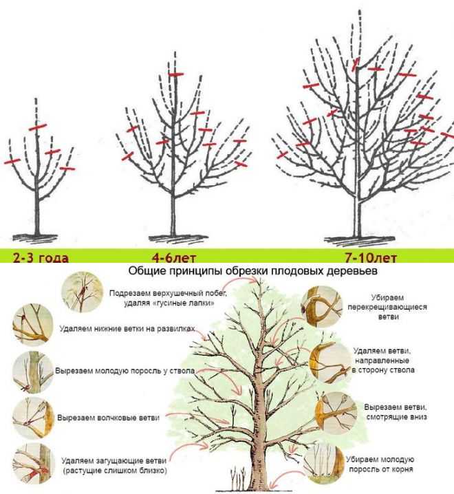 Правила обрезки молодых деревьев, формирование кроны