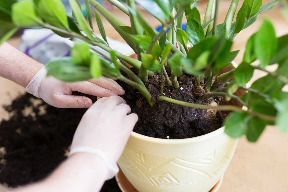 Грунт для замиокулькаса: какая земля лучше подойдет растению