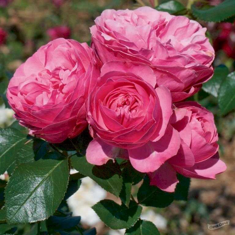 Роза леонардо да винчи - сорт флорибунда
