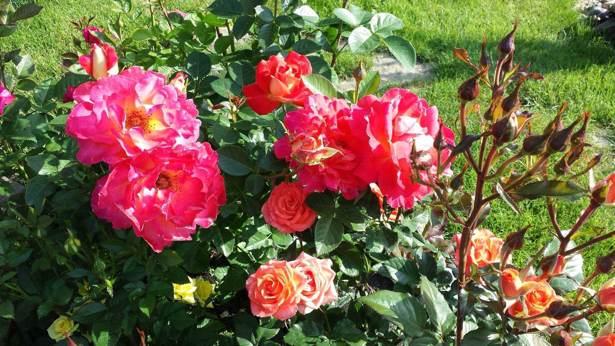 О розе фальстаф (falstaff): описание и характеристики, выращивание розы остина