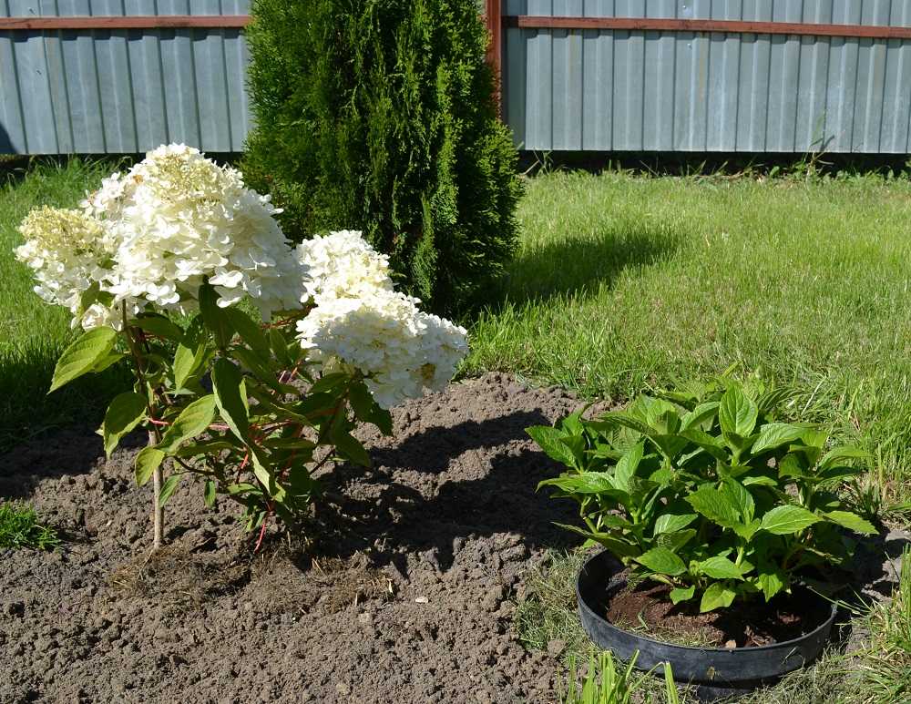 Секреты выращивания садовых гортензий в горшках в саду и дома