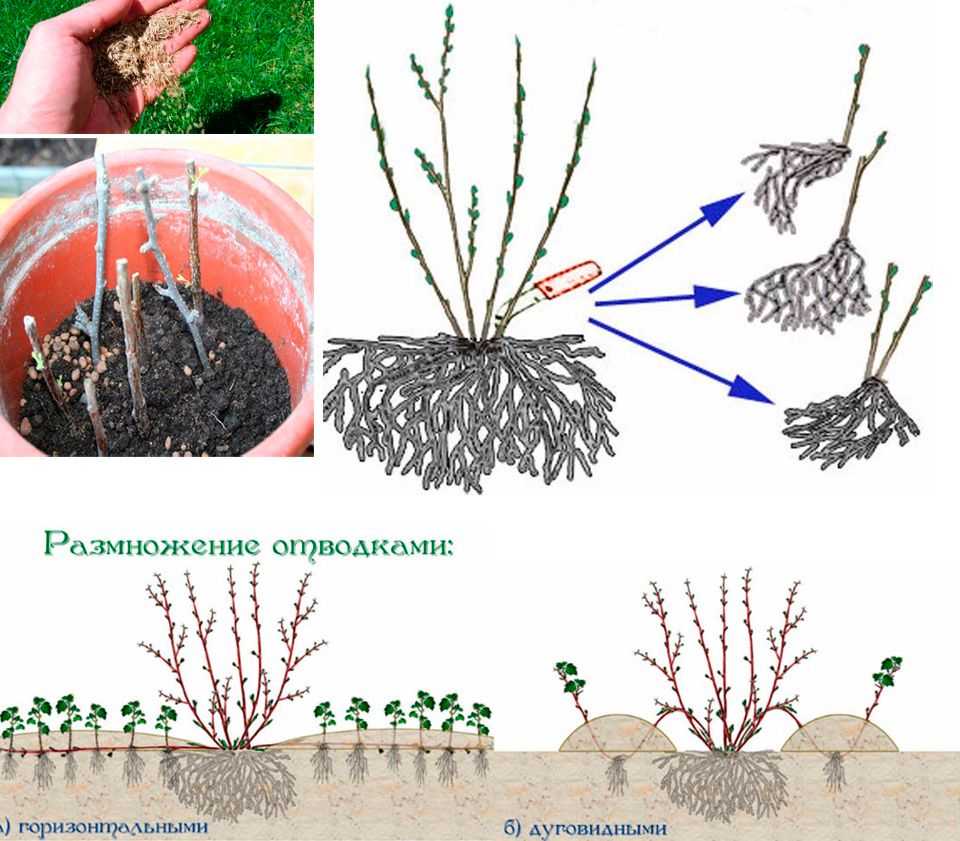 Лапчатка кустарниковая: уход и выращивание, как и когда обрезать, размножение с фото