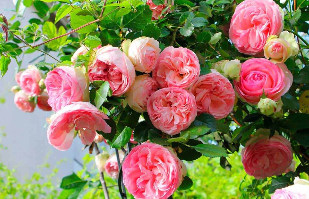 Пионовидная роза: сорта, фото :: syl.ru