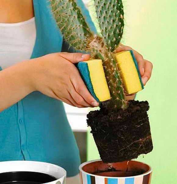 Как рассаживать кактусы? способы размножения кактусов в домашних условиях