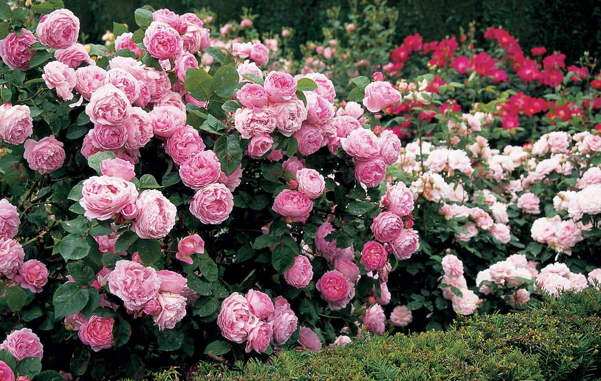 Полуплетистые или кустовые розы-шрабы