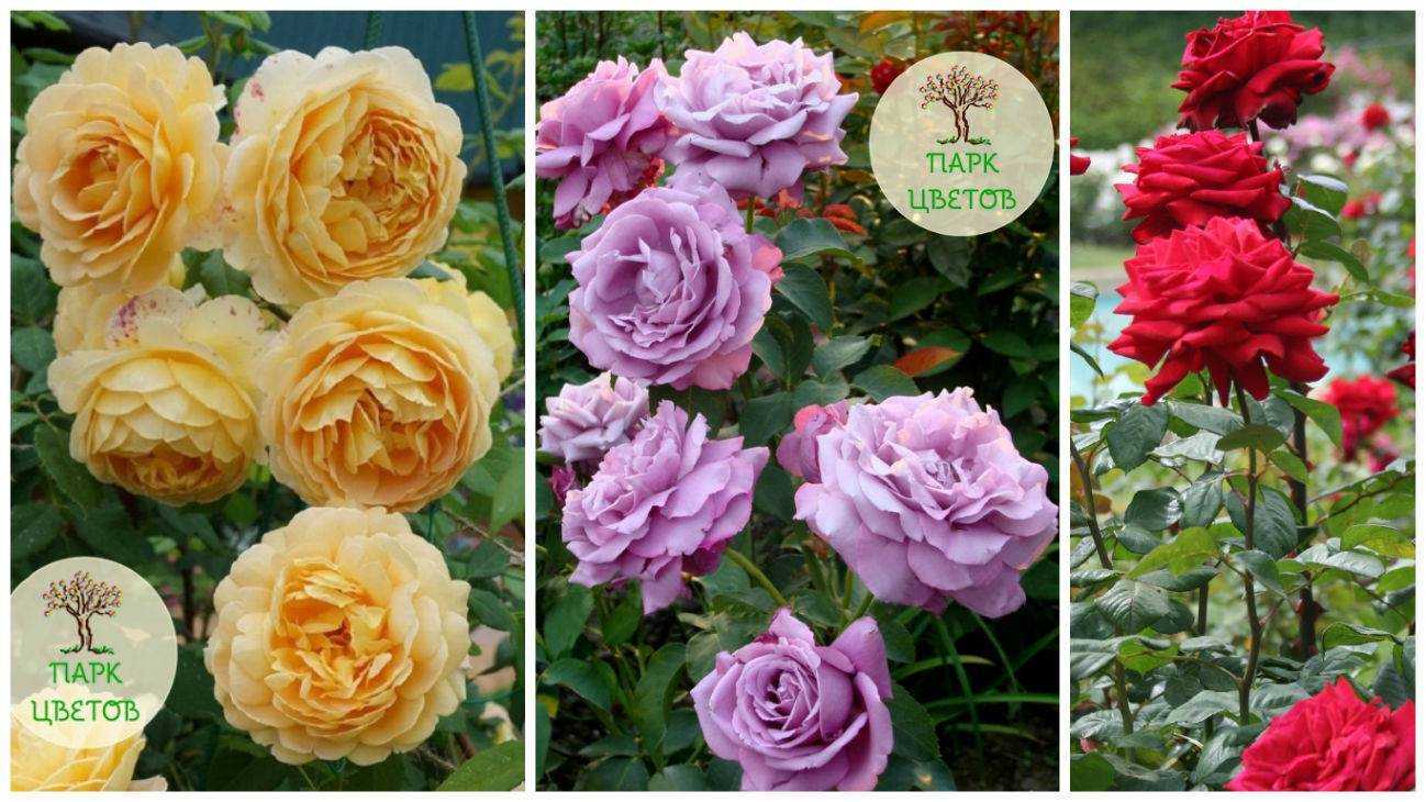 Желтые плетистые розы: 16 лучших сортов с фото и описанием