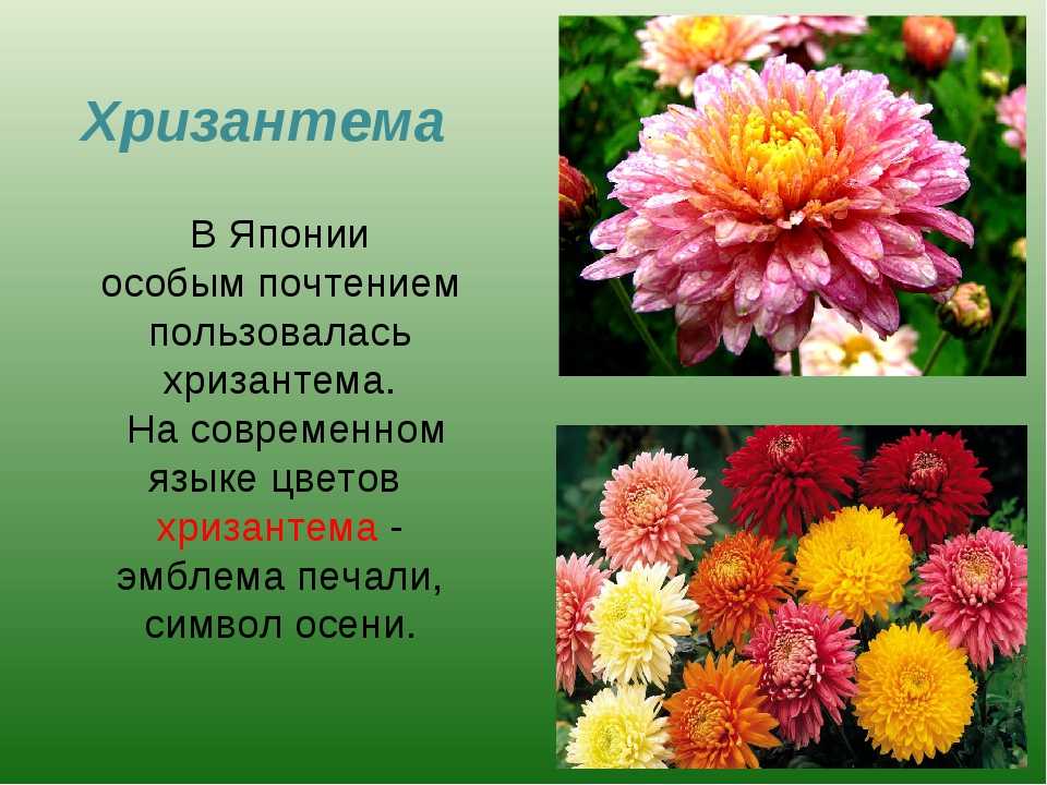 Сорта кустовых хризантем​: саб, оптимист и зелёные цветы