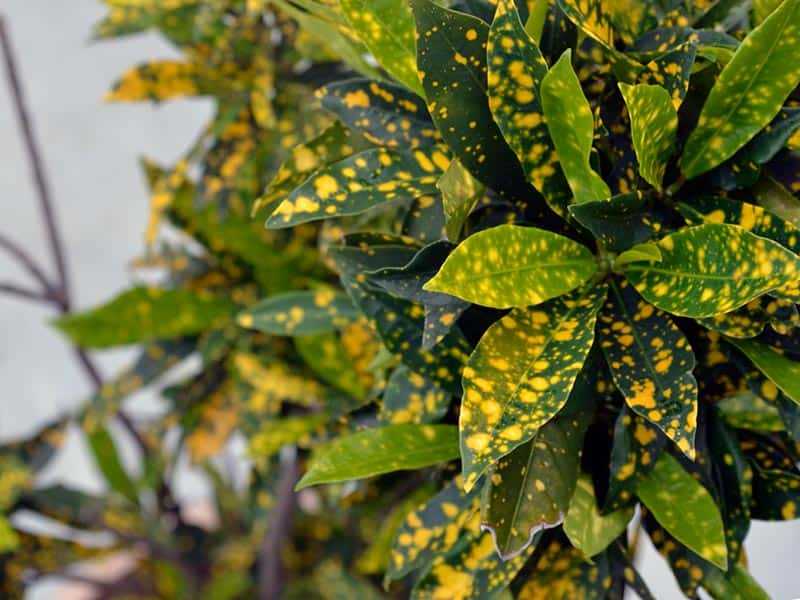 Описание цветка аукуба японская (золотое дерево): уход в домашних условиях
