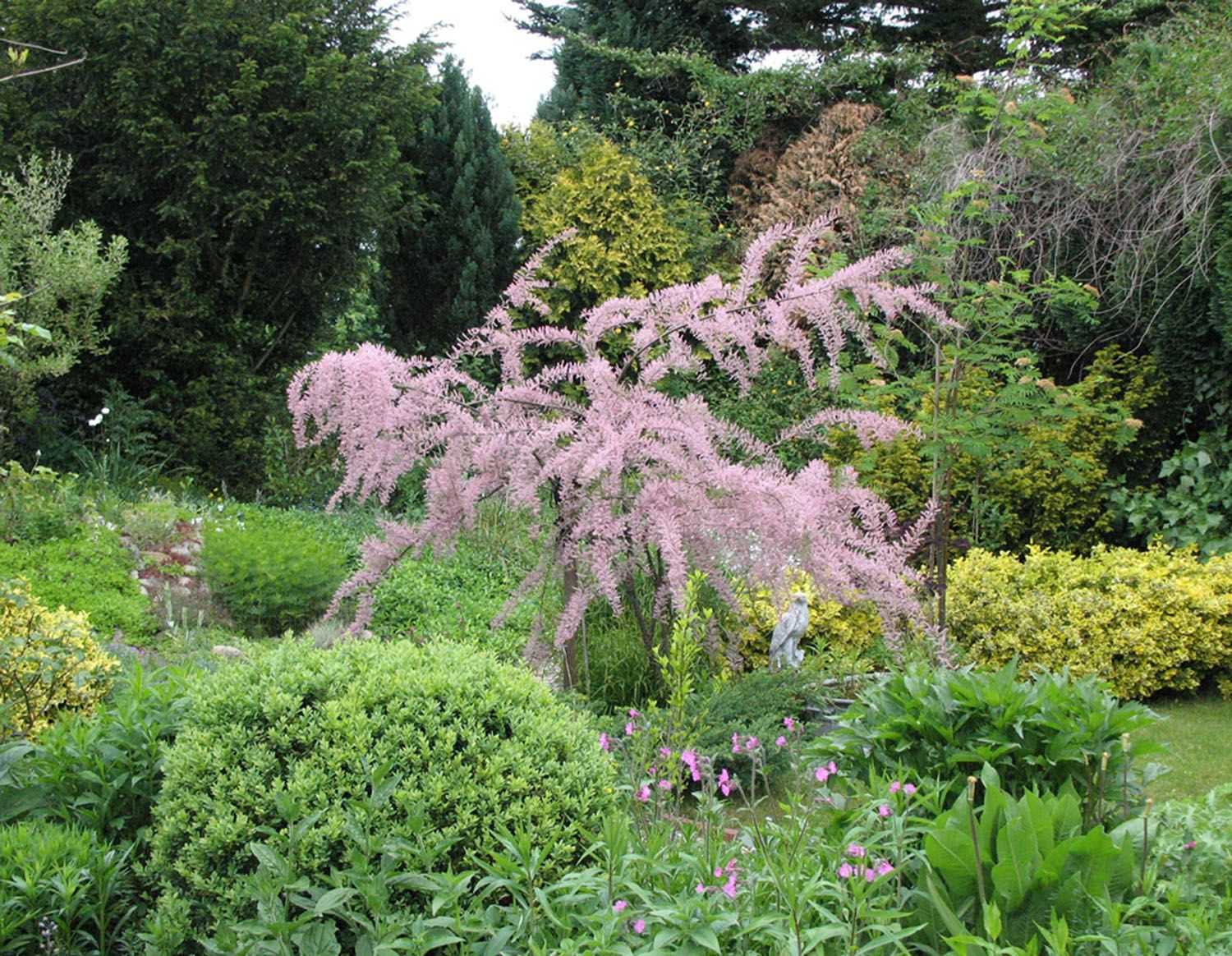 Тамарикс или гребенщик: выращиваем в саду декоративное дерево