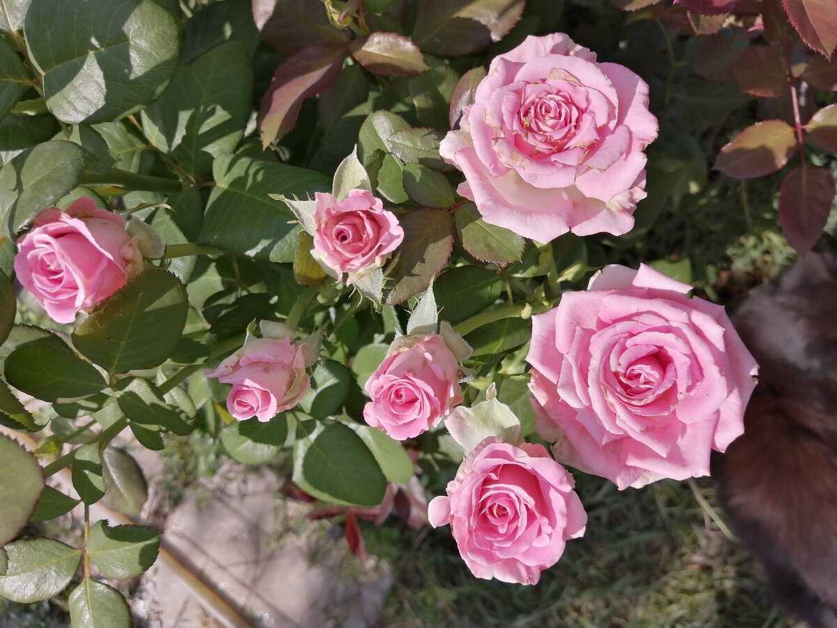 Роза аква (aqua): описание сорта чайно-гибридной розы, посадка и уход