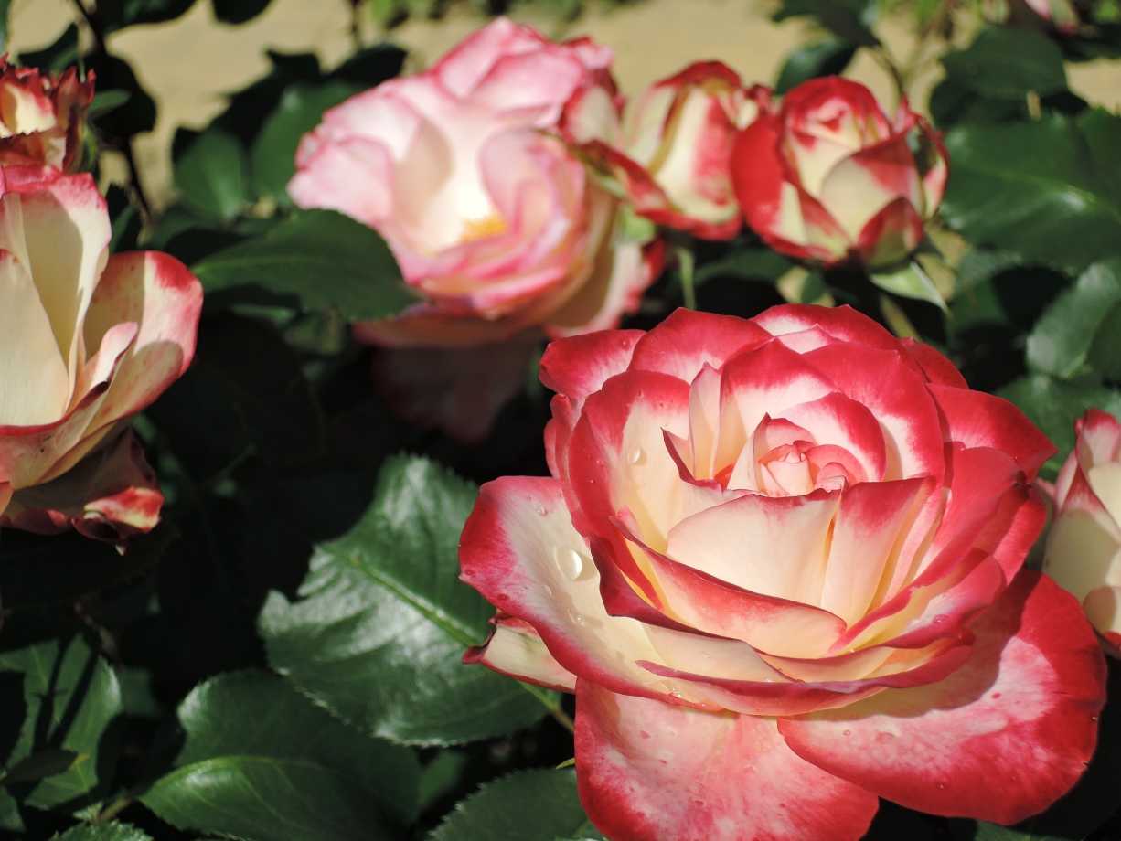 Роза принц монако: флорибунда с градиентным цветом лепестков