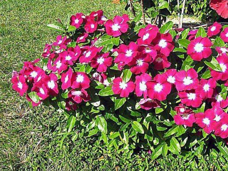 Катарантус: выращивание цветка, посадка и уход