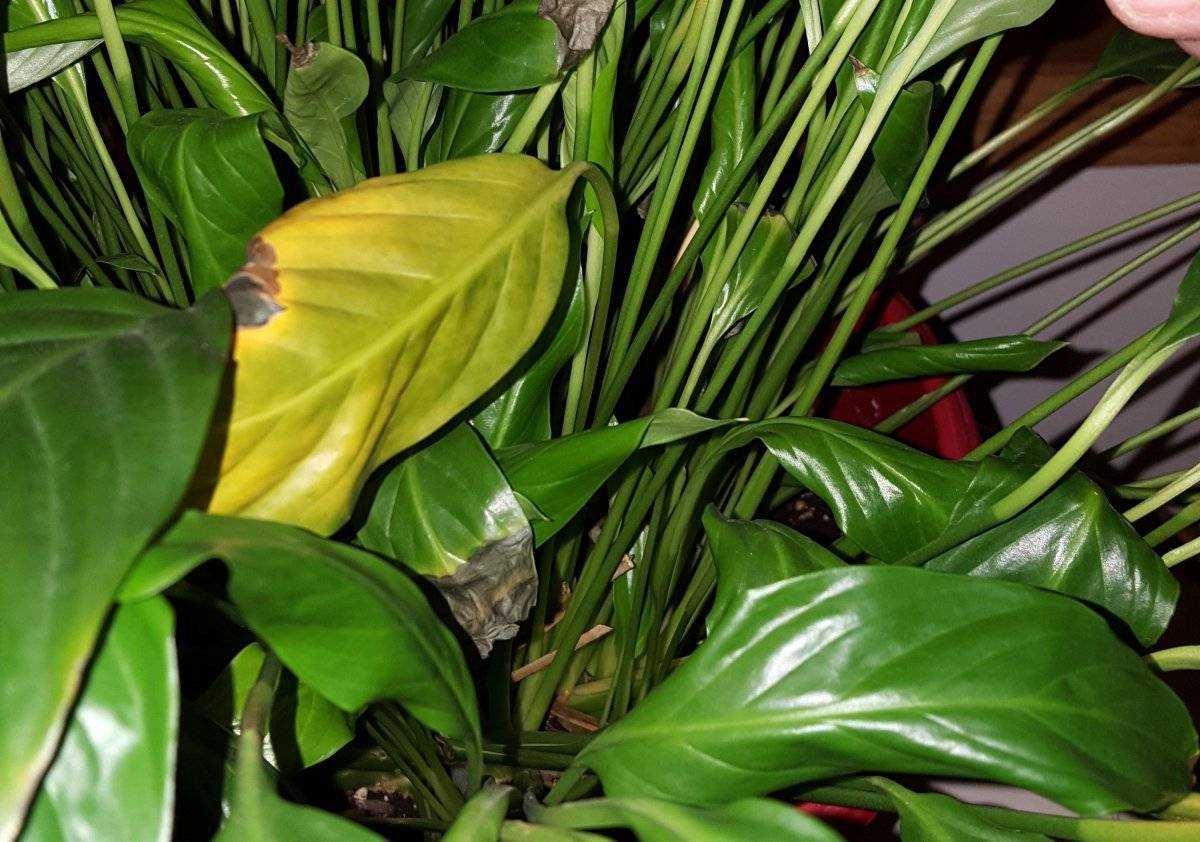 Почему чернеют, желтеют листья у спатифиллума: что делать, как ухаживать в домашних условиях