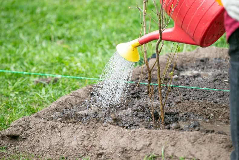 Как выращивать фикус: правила взятия ростка и посадка в домашних условиях